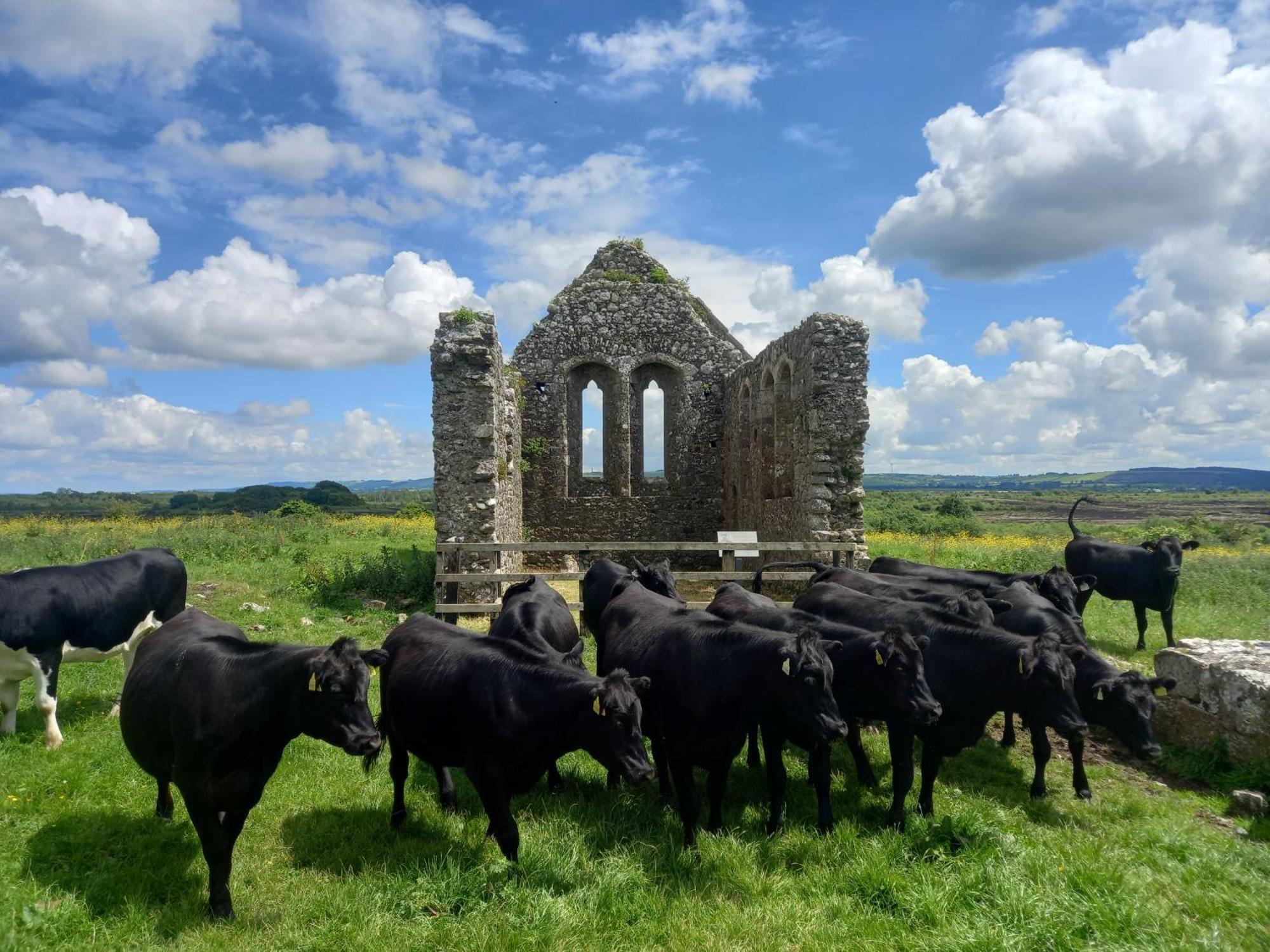Kitty'S Cottage - Horse And Jockey, Cashel เธอเลส ภายนอก รูปภาพ